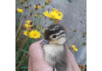 تخم اردک نطفه دار ماندارین