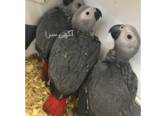 تخم نطفه دار کاسکو دم شکلاتی