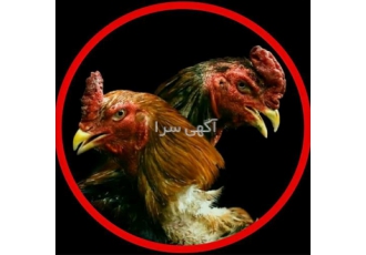 فروش تخم لاری برزیلی