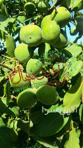 آگهی های بذر و نهال - انار