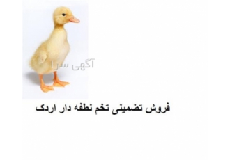 تخم نطفه دار فروش تخم نطفه دار اردک در گرگان تخم نطفه دار پرندگان