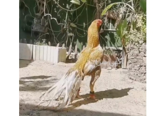 تخم نطفه دار اشامو