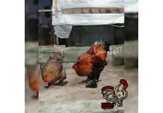 تخم نطفه دار برهما و کاکادو شروع یک کسب و کار سودآور با کیفیت بالا در تهران