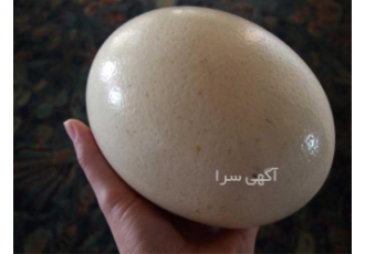 تخم نطفه دار شترمرغ در شیراز پرورش شترمرغ در راستای تولید انواع تخم