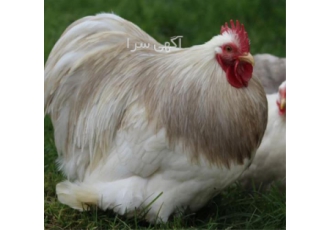 فروش تخم کوشین شانگهای در کرج پرورش و فروش تخم نطفه دار مرغ و خروس