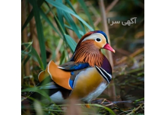 تخم نطفه دار فروش تخم نطفه دار اردک نژاد ماندارین در برازجان سلام خدمت