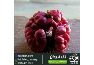 نهال گردو لیورمور گردو قرمز آمریکایی تک فیدان در تبریز فروش نهال