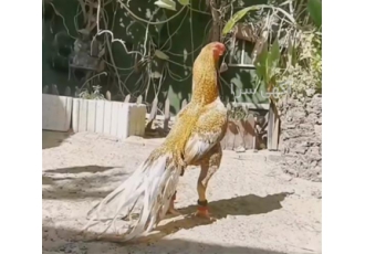 پرورش و فروش تخم نطفه دار لاری ژاپنی
