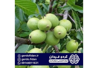 خرید و قیمت نهال گردو فرنور ، نهالستان تک فیدان