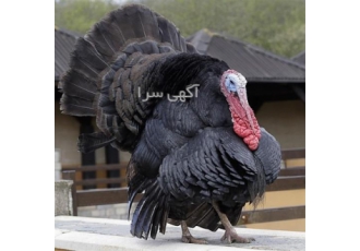 پرورش پرسود بوقلمون در یزد پرورش و فروش تخم نطفه دار بوقلمون برنز