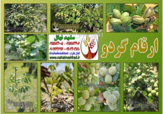 فروش نهال گردو هارتلی در مشهد فروش نهال میوه گردو هارتلی گردو هارتلی