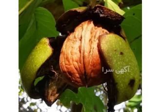 فروش نهال گردو تخم مرغی زیر قیمت بازار