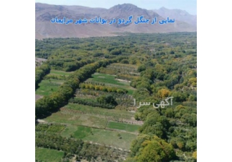 نهال گردو پوست کاغذی