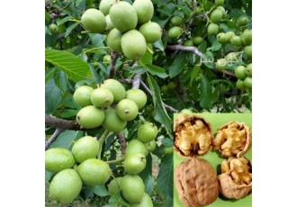 خرید نهال گردو فرنور- فروش نهال گردو پیوندی فرنور