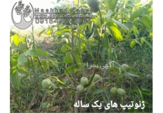 فروش نهال گردو کانادایی