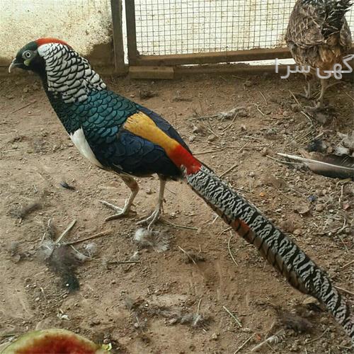 آگهی های کشاورزی و دامداری - جبالبارز