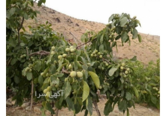 نهال گردو ژنوتیپ برتر در انواع ۷ ۹ ۳۰ در ارومیه نهال گردو ژنوتیپ