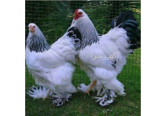 عرضه تخم نطفه دار و جوجه مرغ امپراطور