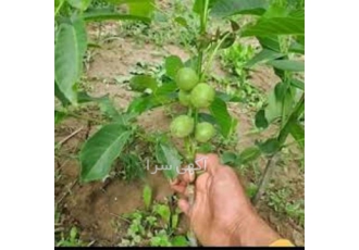 فروش عمده نهال گردو ، فروش نهال گردوی گرمسیری