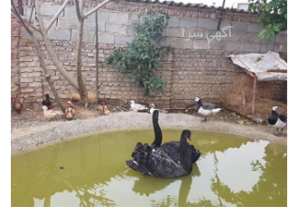فروش تخم قو نطفه دار - نژاد سفید گنگ مشکی