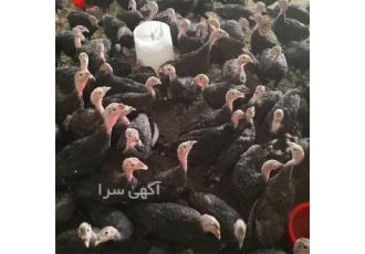 فروش تخم نطفه دار و خوراکی بوقلمون در یاسوج فروش تخم بوقلمون و جوجه