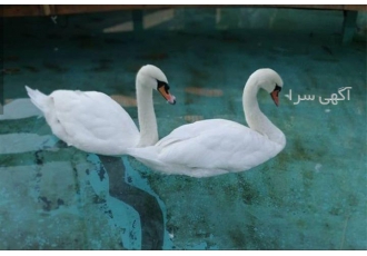 فروش استثنائی تخم نطفه دار قوی سفید