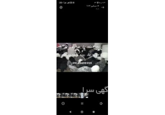 فروش تخم نطفه دار مرغ لهستانی