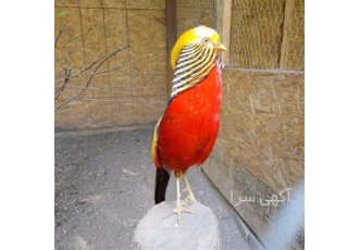 فروش و پخش تخم نطفه دار قرقاول