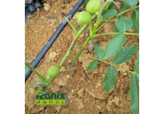 نهال گردو چندلر سرمایه‌گذاری سودآور برای باغداران در میاندوآب نهال گردو