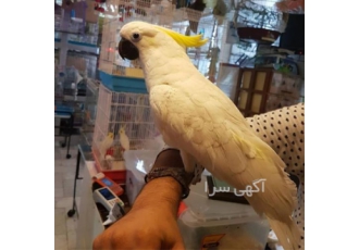 تخم نطفه دار کاکادو تاج زرد و کاسکو در مشهد کاکادو تاج زرد تنها گونه