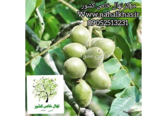 قیمت نهال گردو فرنور - نهال گردو فرنور فرانسوی