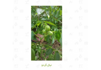 خرید و فروش نهال گردو خوشه ای قیمت نهال گردو در کرج خرید و فروش نهال