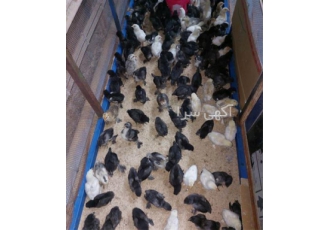 فروش تخم نطفه دار طیور زینتی و گوشتی