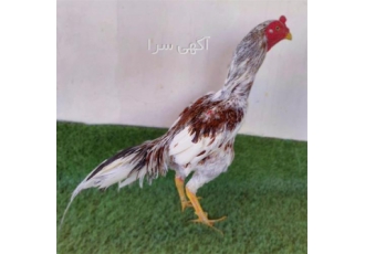 تخم نطفه دار انواع طیور، نژاد اصیل اوشامو