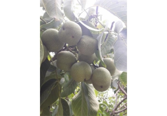 عرضه درخت گردو نژاد اسراییلی خوشه ای پایه کوتاه در ساری نهالستان