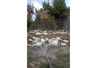 فروش تخم اردک در یزد تخم نطفه دار اردک پکنی تخم خوراکی اردک پکنی کاملا