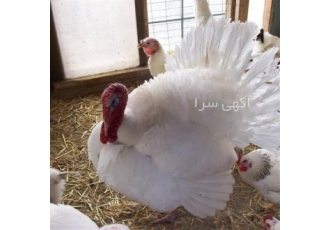 فروش تخم نطفه دار بوقلمون بیوتی و گوشتی تضمینی در آباد فروش تخم نطفه