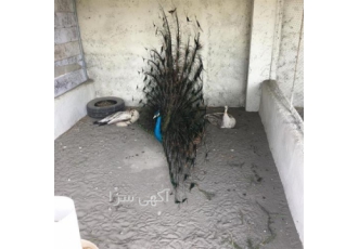 پخش انواع تخم نطفه دار طاووس شکلاتی در فیروزان فروش تخم نطفه دار طاووس
