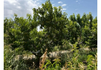 اجاره باغ میوه در شهریار