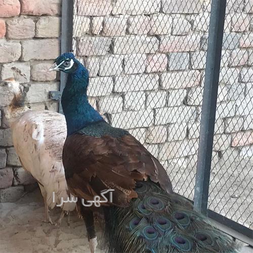 آگهی های خدمات طیور - بجنورد