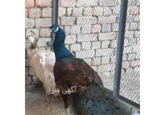 تخم نطفه دار طاووس هندی و مصری با کیفیت بالا