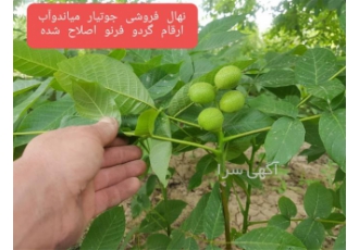 فروش و عرضه نهال گردو فرنور با قیمت مناسب در ساری نهال گردو فرنور پر