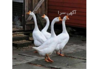 فروش تخم قوغاز، خوراکی و نطفه دار، جوجه