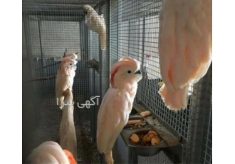 تخم نطفه دار کاکادو و کاسکو دم شکلاتی در اردبیل فروش تخم نطفه دار کاسکو