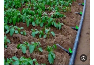 طراحی آبیاری قطره ای و بارانی