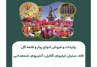 واردکننده پیاز گل هلندی شرکت سبزآرنگ واردکننده انواع پیاز و قلمه گل
