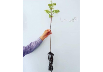 فروش نهال گردو نهال گردو تخم مرغی در مشهد امکان خرید نهال گردو