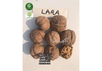 نهال گردو نهال گردو خوشه ای نهالستان در شیراز نهال گردو نهال گردو