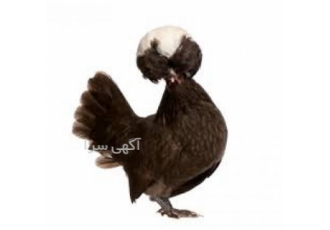 خرید جوجه و تخم مرغ نطفه‌دار لهستانی با کیفیت