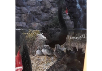 فروش انواع تخم نطفه دار و جوجه اردک